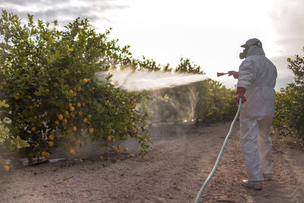 Best Pest Control Near Me  in Woodworth, LA