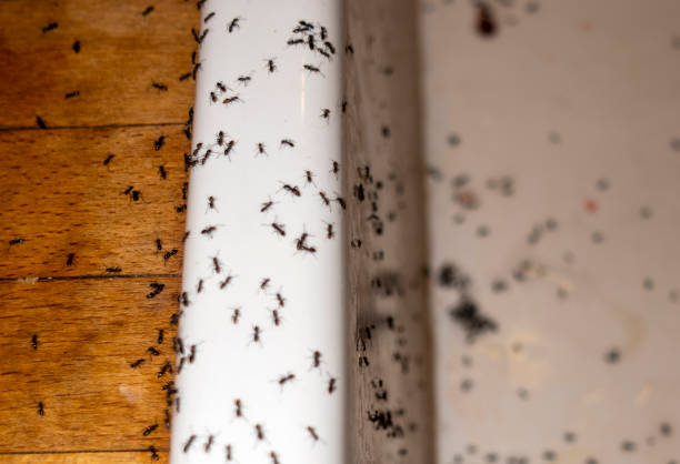 Best Flea Control Services  in Woodworth, LA
