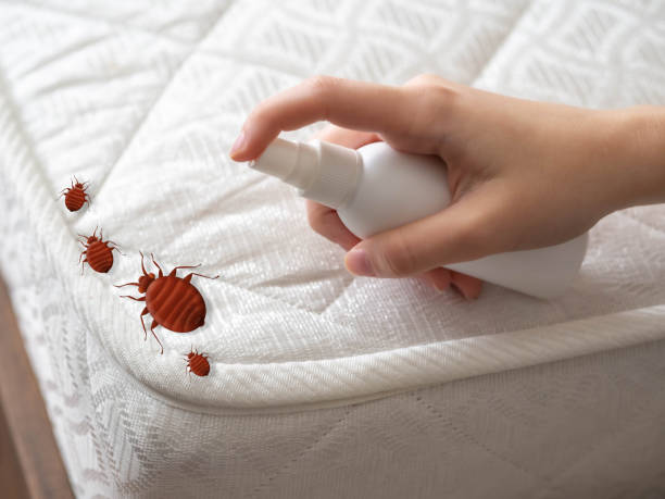 Best Wasp Removal Services  in Woodworth, LA