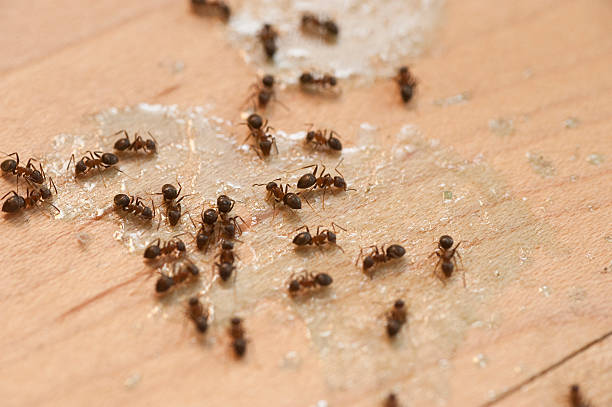 Trusted Woodworth, LA Pest Control Experts