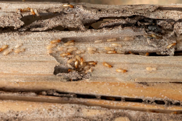 Wasp Removal Services in Woodworth, LA